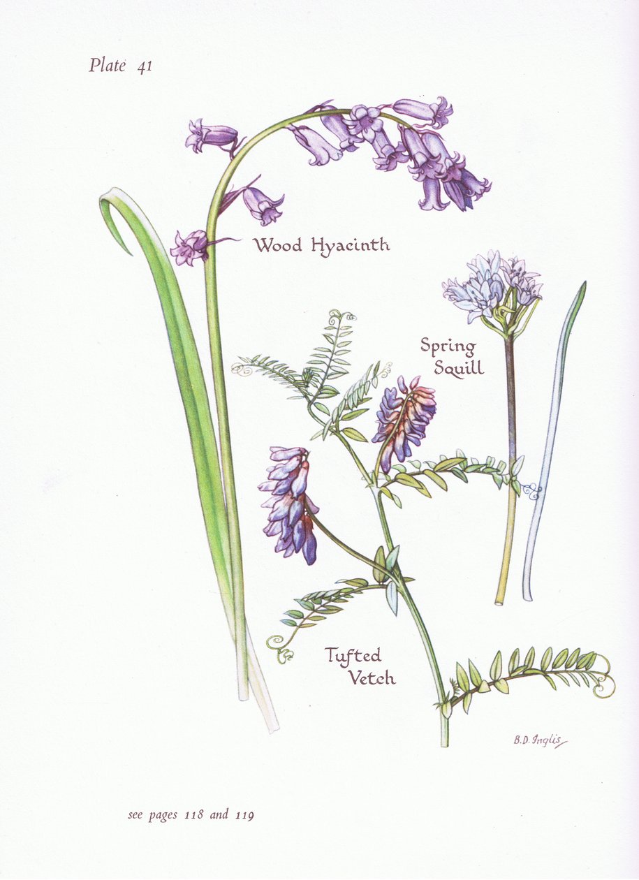 Wiosenna cebulica, hiacynt drzewny, wyka czubata, 1951 autorstwa Bessie D. Inglis