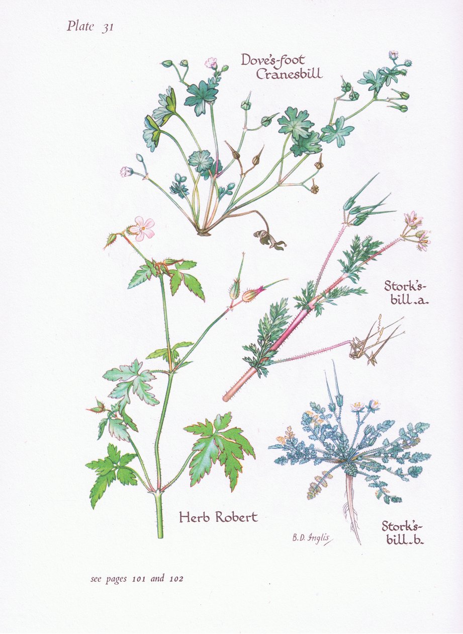 Bociany Bill, Gołębie Stopa, Cranesbill, Herb Robert, 1951 autorstwa Bessie D. Inglis