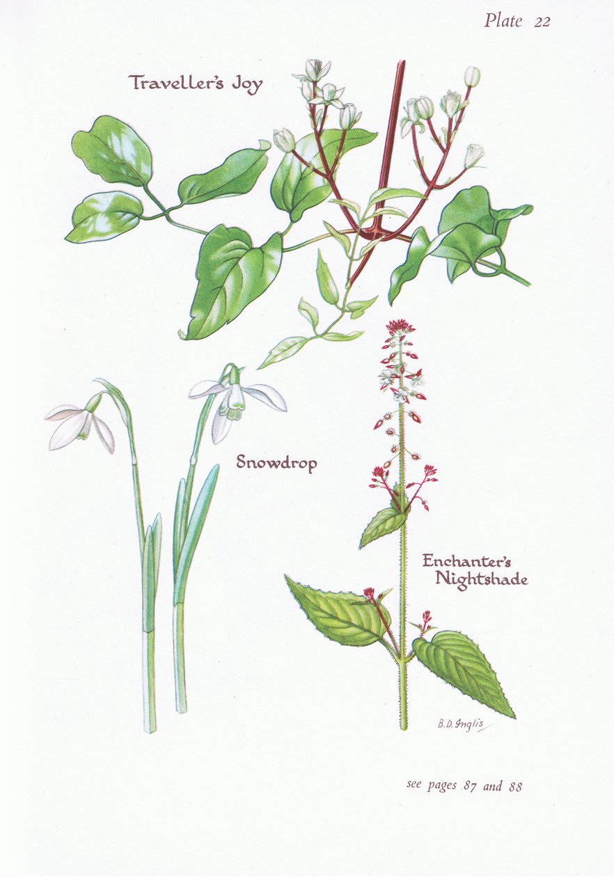 Podróżnik Joy, Enchanters Nightshade, Przebiśnieg, 1951 autorstwa Bessie D. Inglis