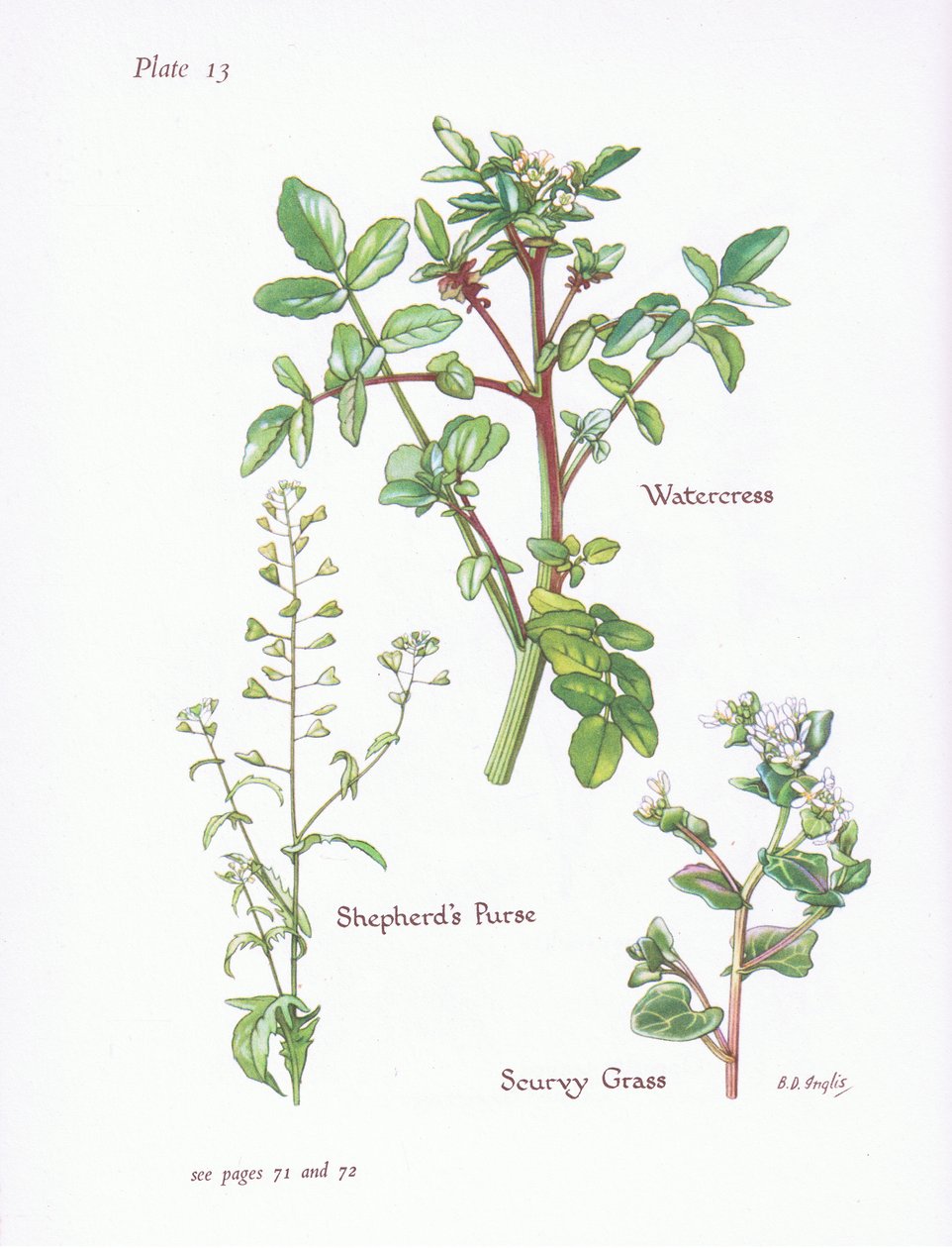 Rukiew wodna, torebka pasterska, szkorbut, 1951 autorstwa Bessie D. Inglis