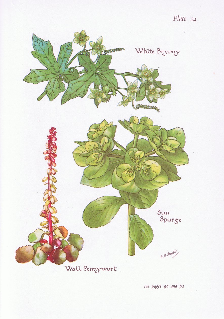 White Bryony, Sun Spurge, Wall Pennywort, 1951 autorstwa Bessie D. Inglis