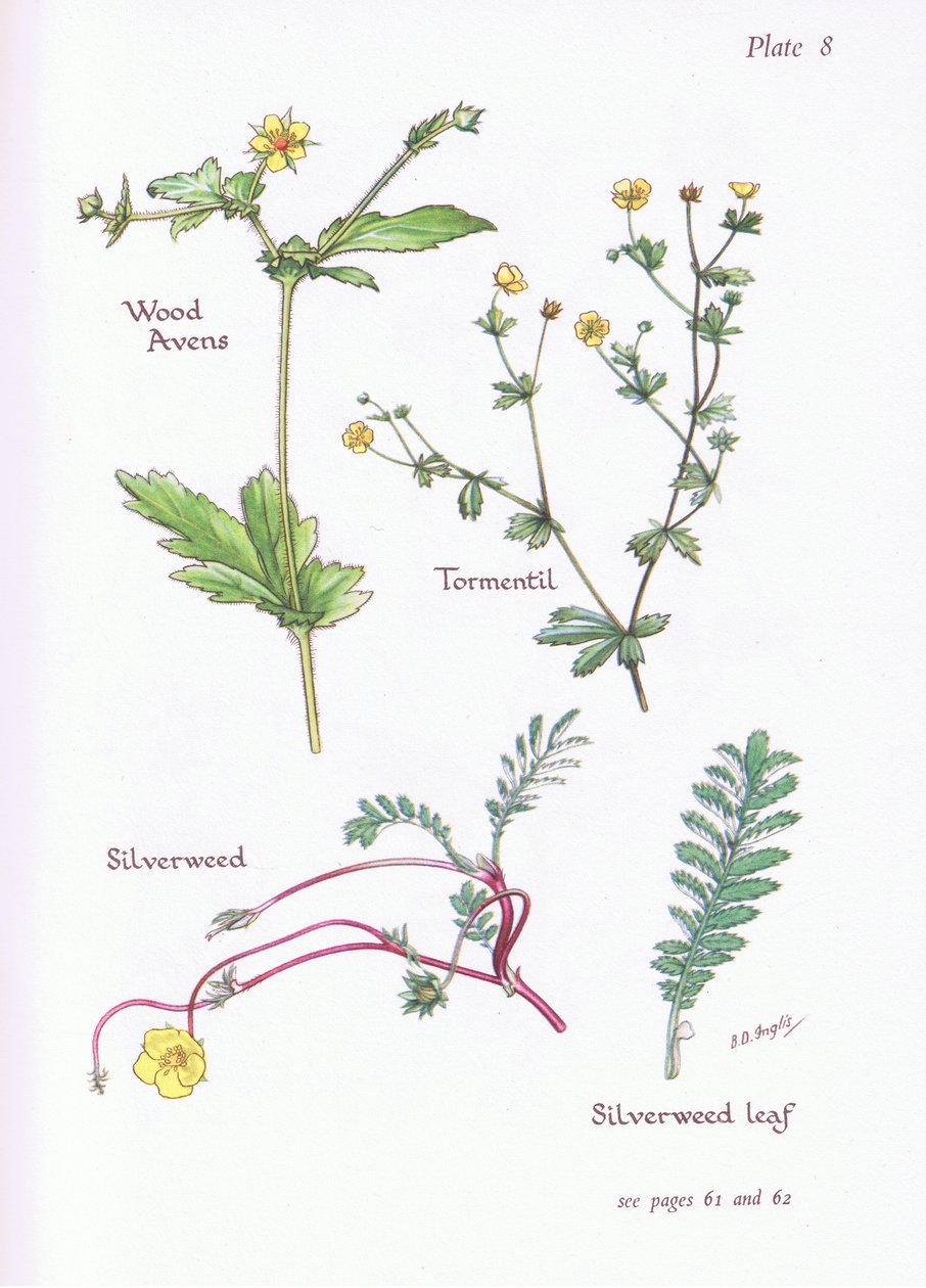 Wood Avens, Tormentil, Silverweed, 1951 autorstwa Bessie D. Inglis