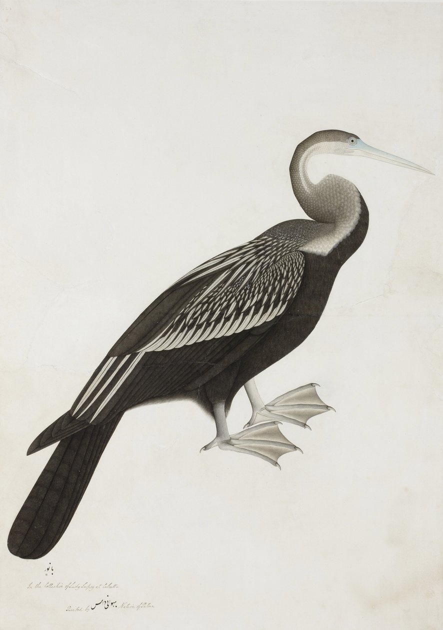 Indyjski ptak wężowy (Anhinga melanogaster), ok. 1780 (wc nieprzezroczyste na papierze) autorstwa Bhawani Das