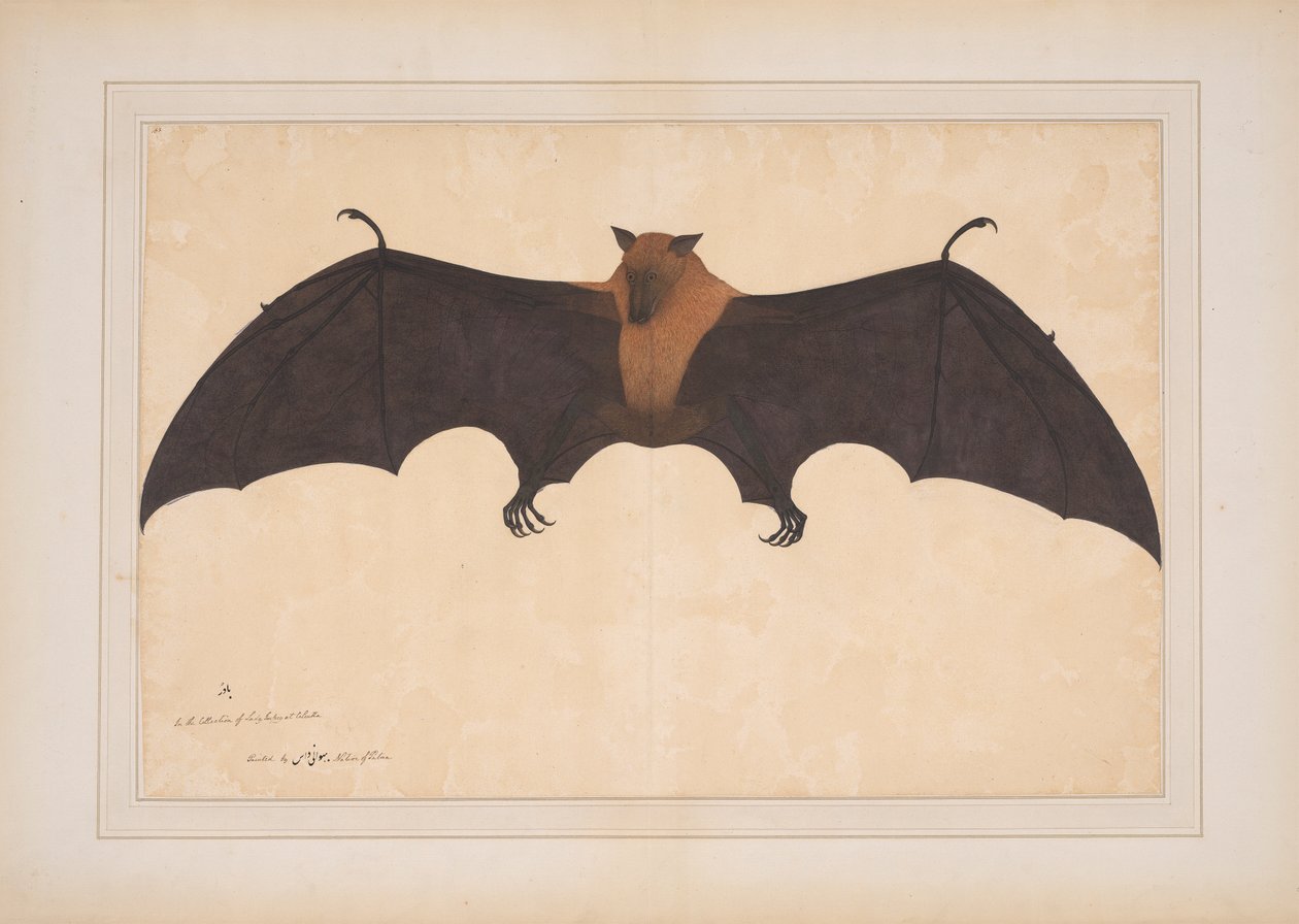 Wielki indyjski nietoperz owocowy lub latający lis (Pteropus giganteus) autorstwa Bhawani Das