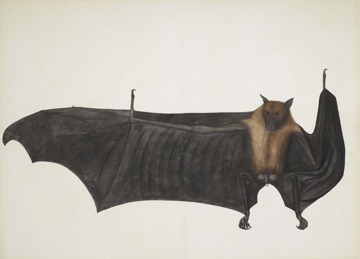 Wielki indyjski nietoperz owocowy, ca. 1777-82. autorstwa Bhawani Das