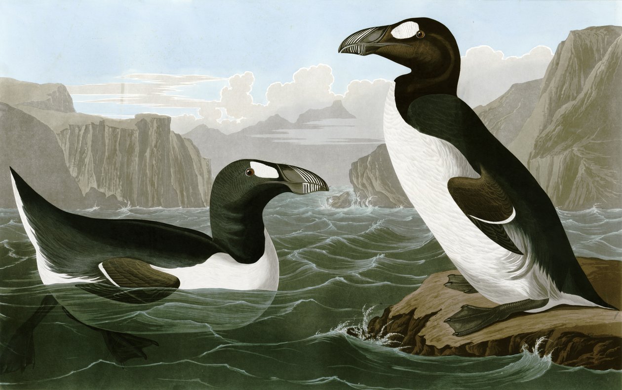 Wielki Auk autorstwa Bird Artist of America. John James Audubon