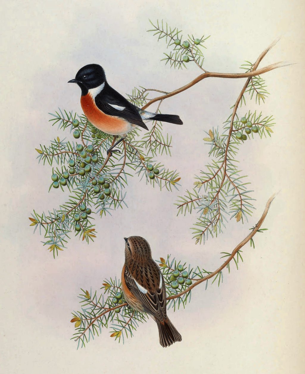 Saxicola maurus indicus, na Juniperus formosana. Z Ptaków Azji (John Gould), tom 4 autorstwa BirdsAsiaJohnGoIVGoul_0144.jpg