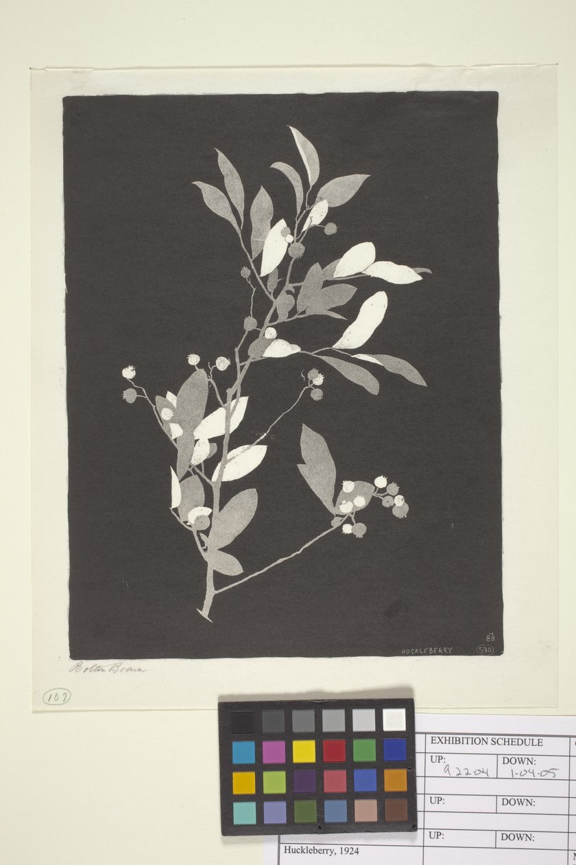 Huckleberry (tusz na papierze) autorstwa Bolton Coit Brown