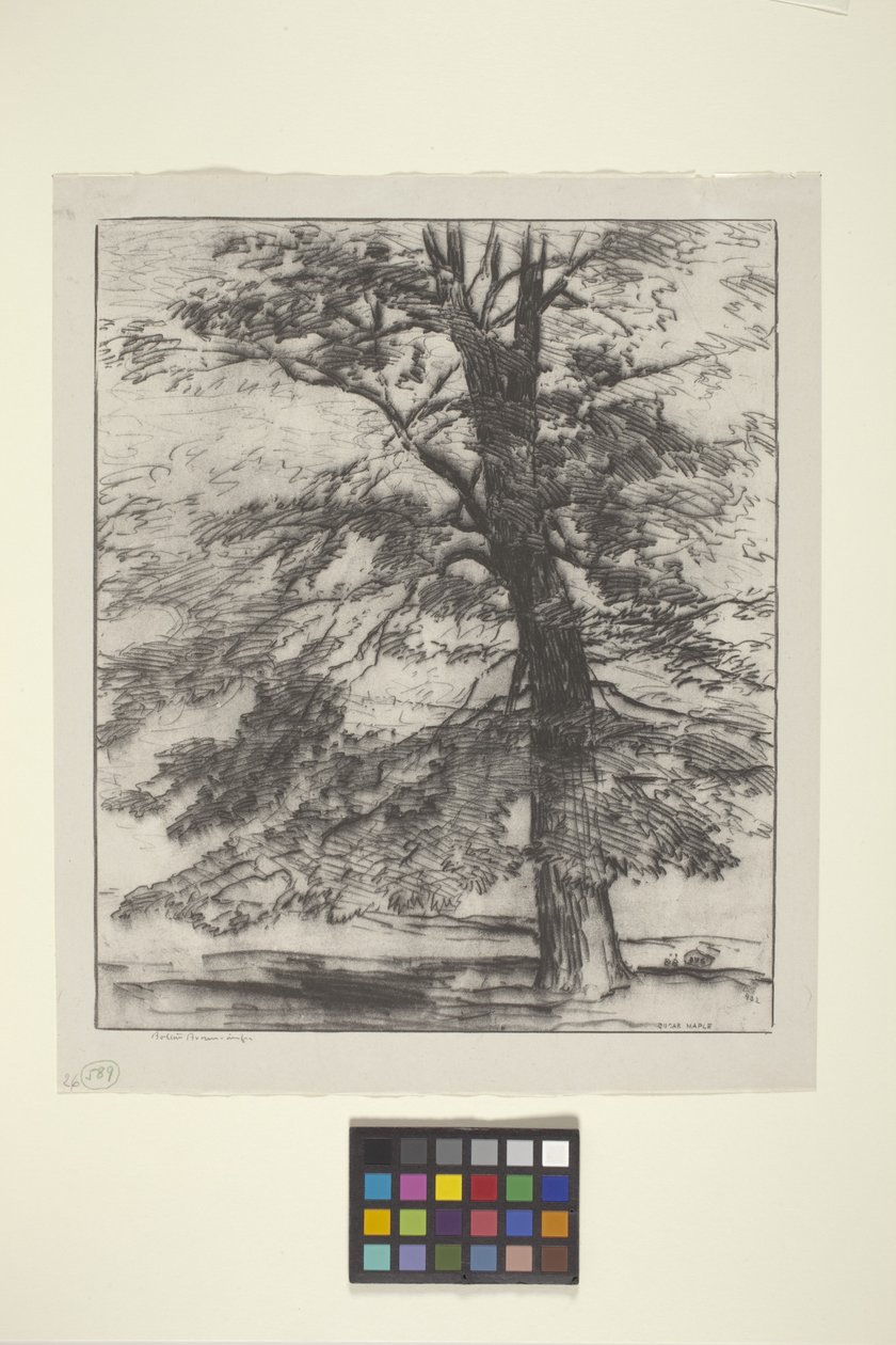 Klon cukrowy (atrament na papierze) autorstwa Bolton Coit Brown