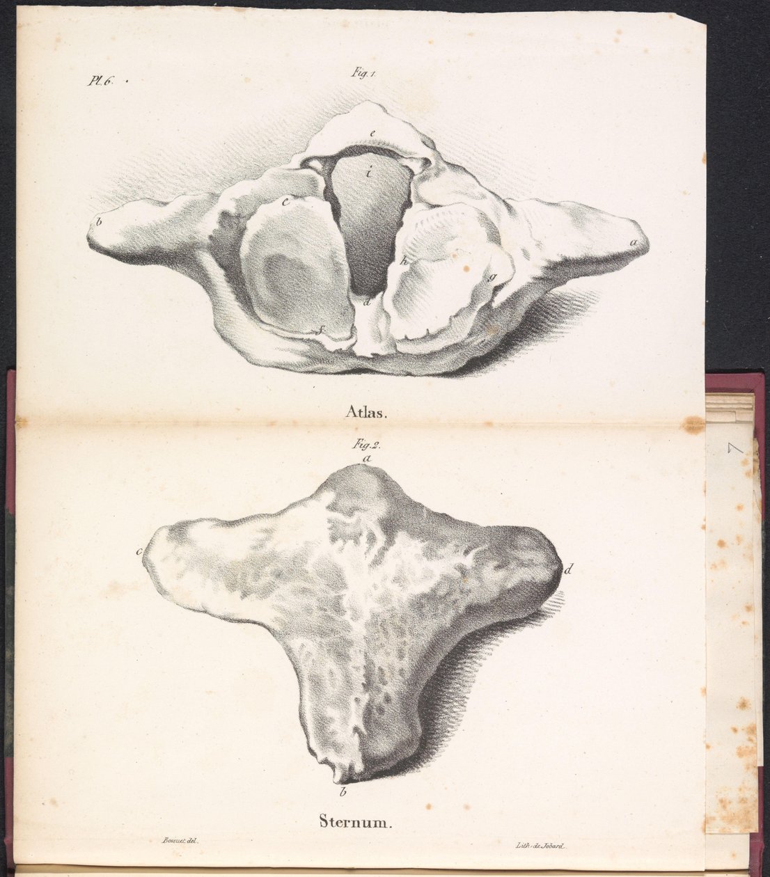 Atlas i mostek wieloryba, 1827 Atlas / Mostek (tytuł na obiekcie) autorstwa Bossuet
