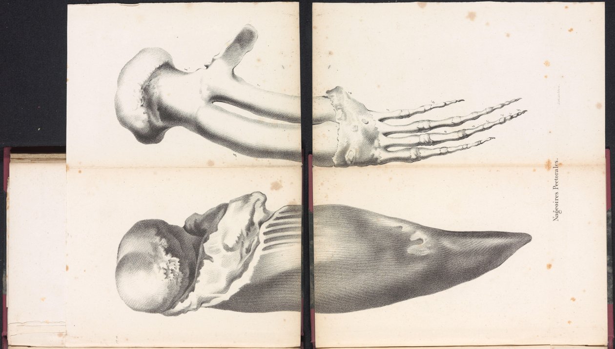 Płetwy piersiowe wieloryba, 1827 Nageoires Pectorales (tytuł na obiekcie) autorstwa Bossuet
