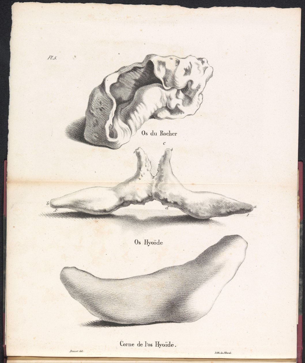 Trzy części kości gnykowej wieloryba, 1827 Os du Rocher / Os Hyoid / Corne de l