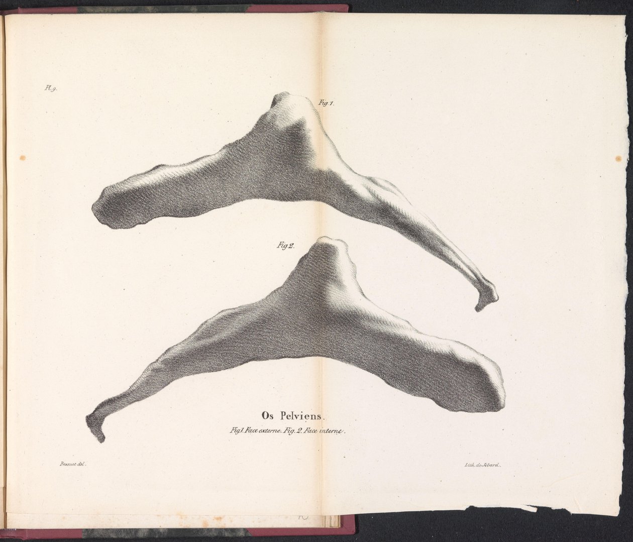 Hipbone wieloryba, 1827 Os Pelviens (tytuł na obiekcie) autorstwa Bossuet