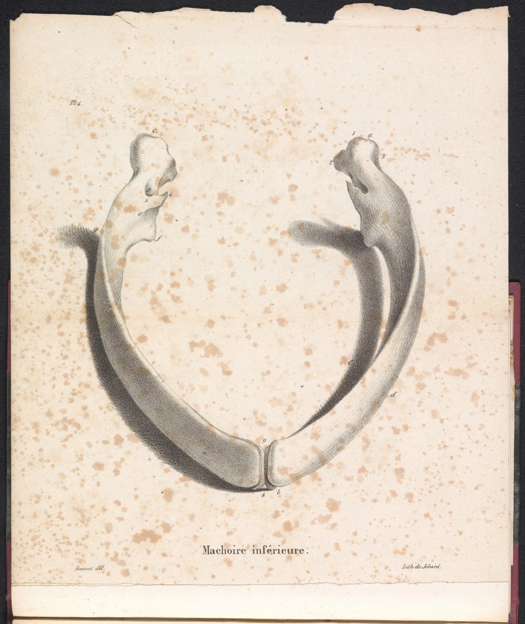 Dolna szczęka wieloryba, 1827 Machoire gorszy (tytuł na przedmiocie) autorstwa Bossuet