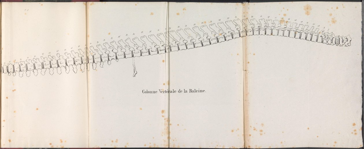 Kręgosłup wieloryba, 1827 Colonne Vertébrale de la Baleine (tytuł na obiekcie) autorstwa Bossuet