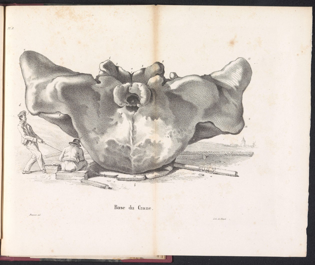 Czaszka wieloryba, 1827 Base du Crane (tytuł na obiekcie) autorstwa Bossuet