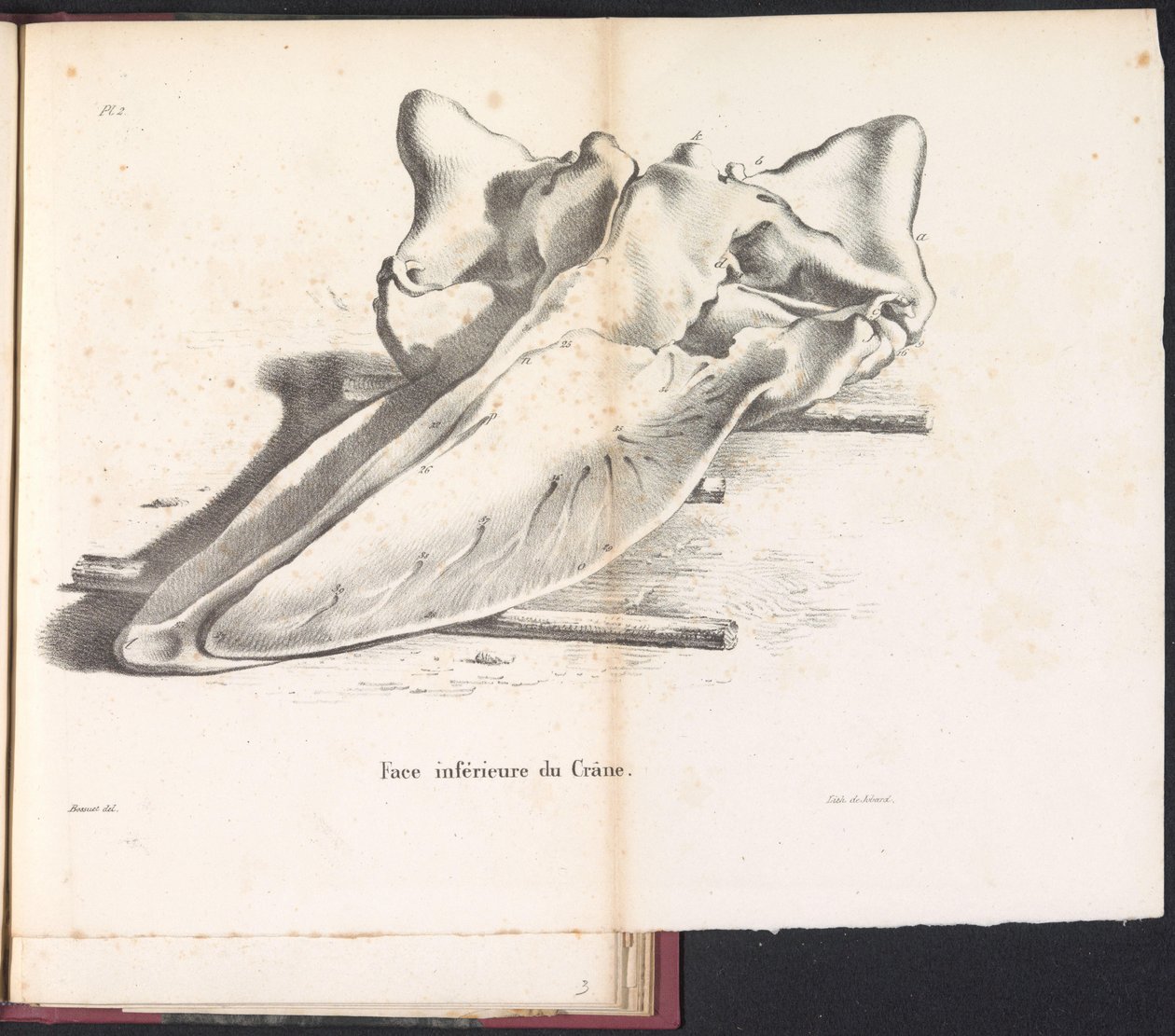 Schedel van de Walvis, 1827 Spód czaszki (tytuł na obiekcie) autorstwa Bossuet