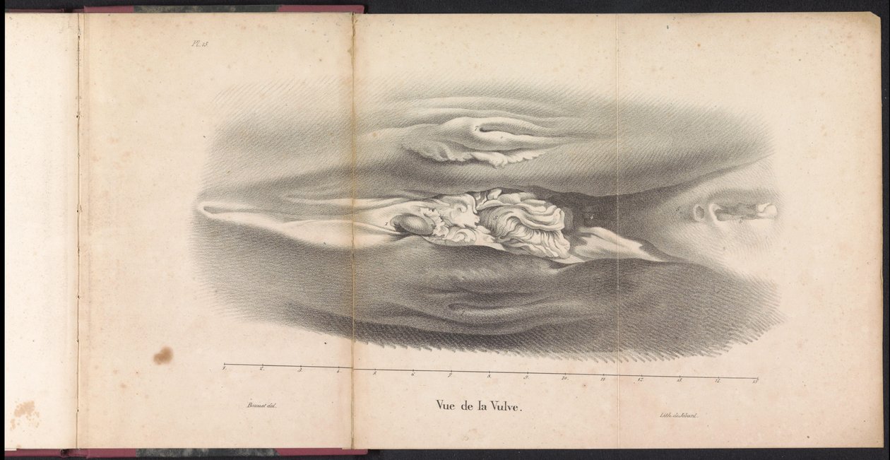 Żeńskie genitalia wieloryba, 1827 Vue de la Vulve (tytuł na obiekcie) autorstwa Bossuet