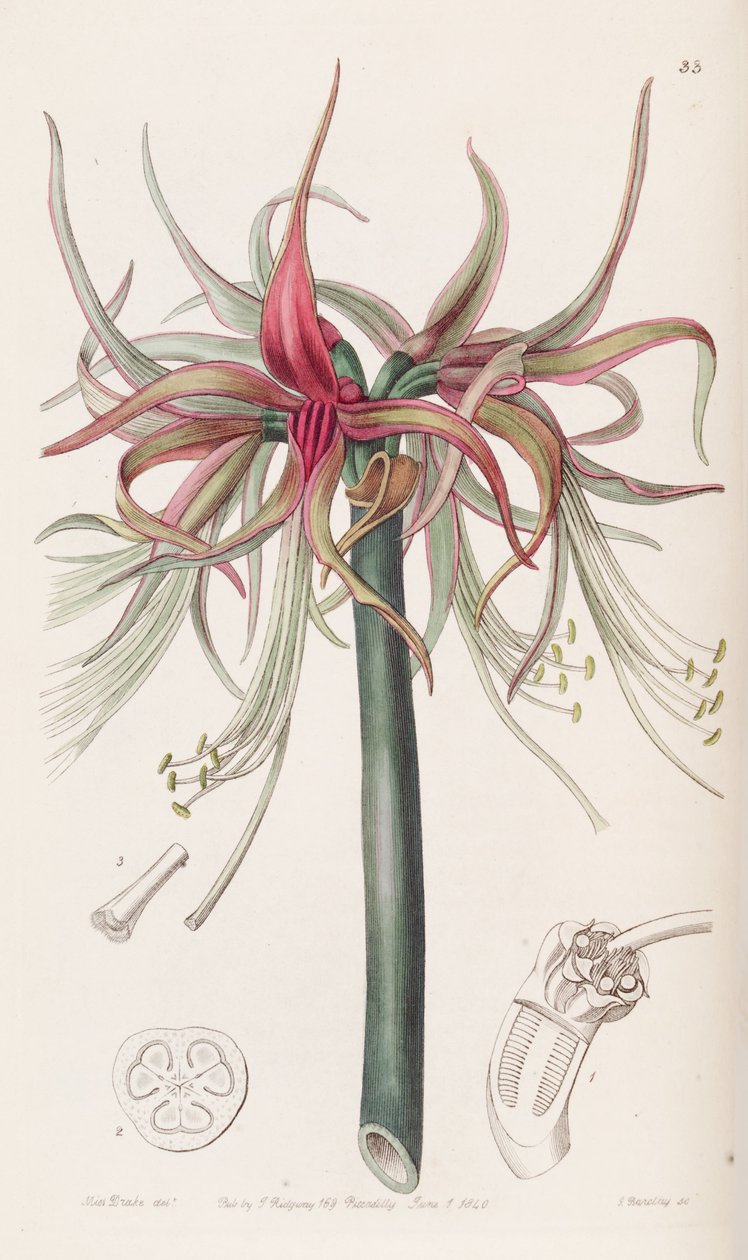 Cybister Hippeastrum autorstwa Botanical Register