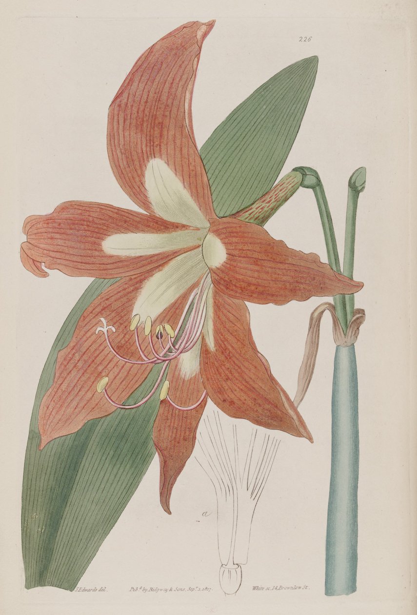 Prążkowie Hippeastrum autorstwa Botanical Register