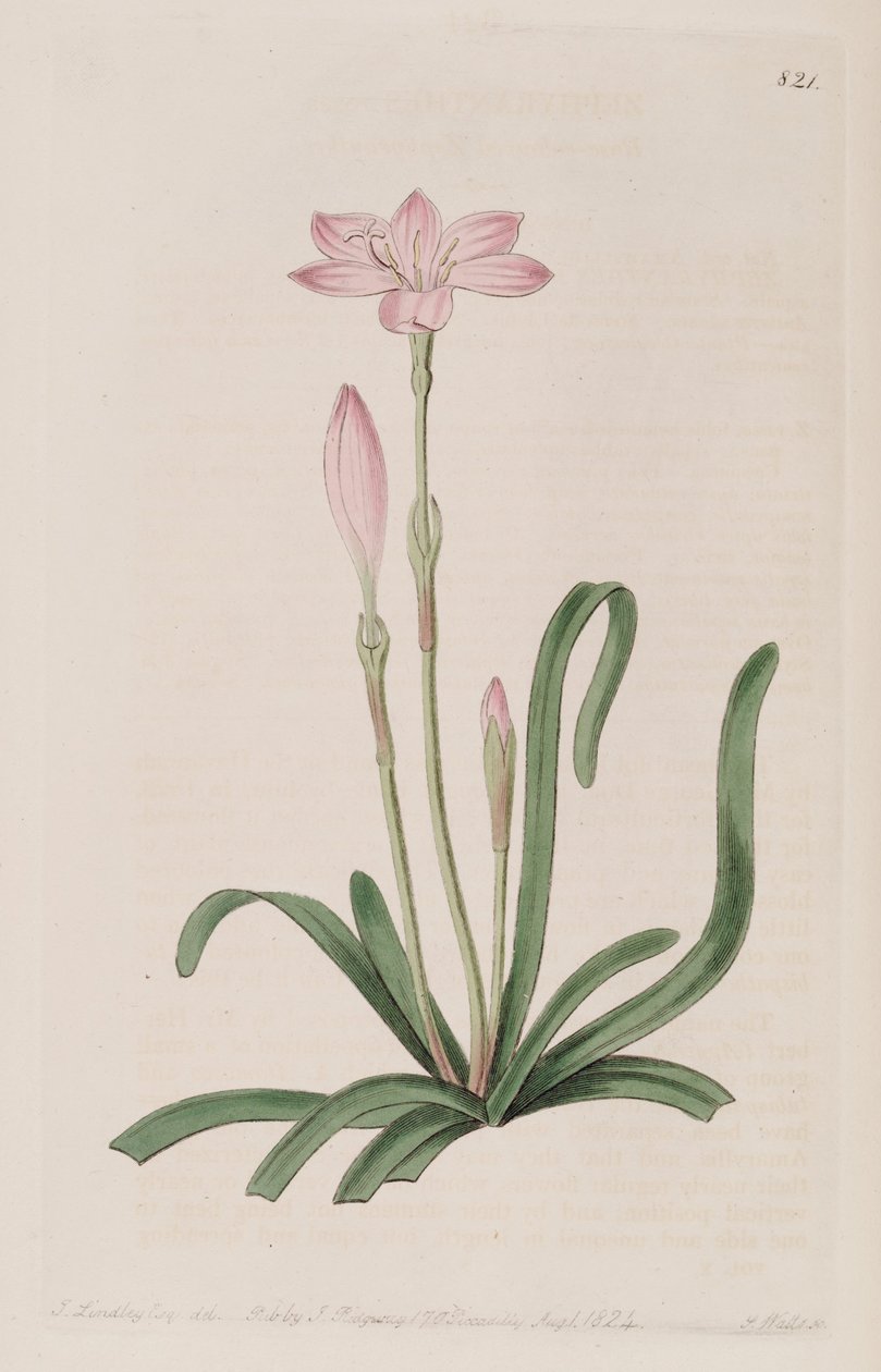 Zephyranthes rosea autorstwa Botanical Register