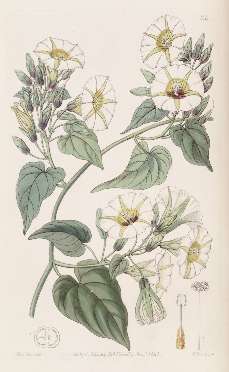 Merremia parasolka autorstwa Botanical Register