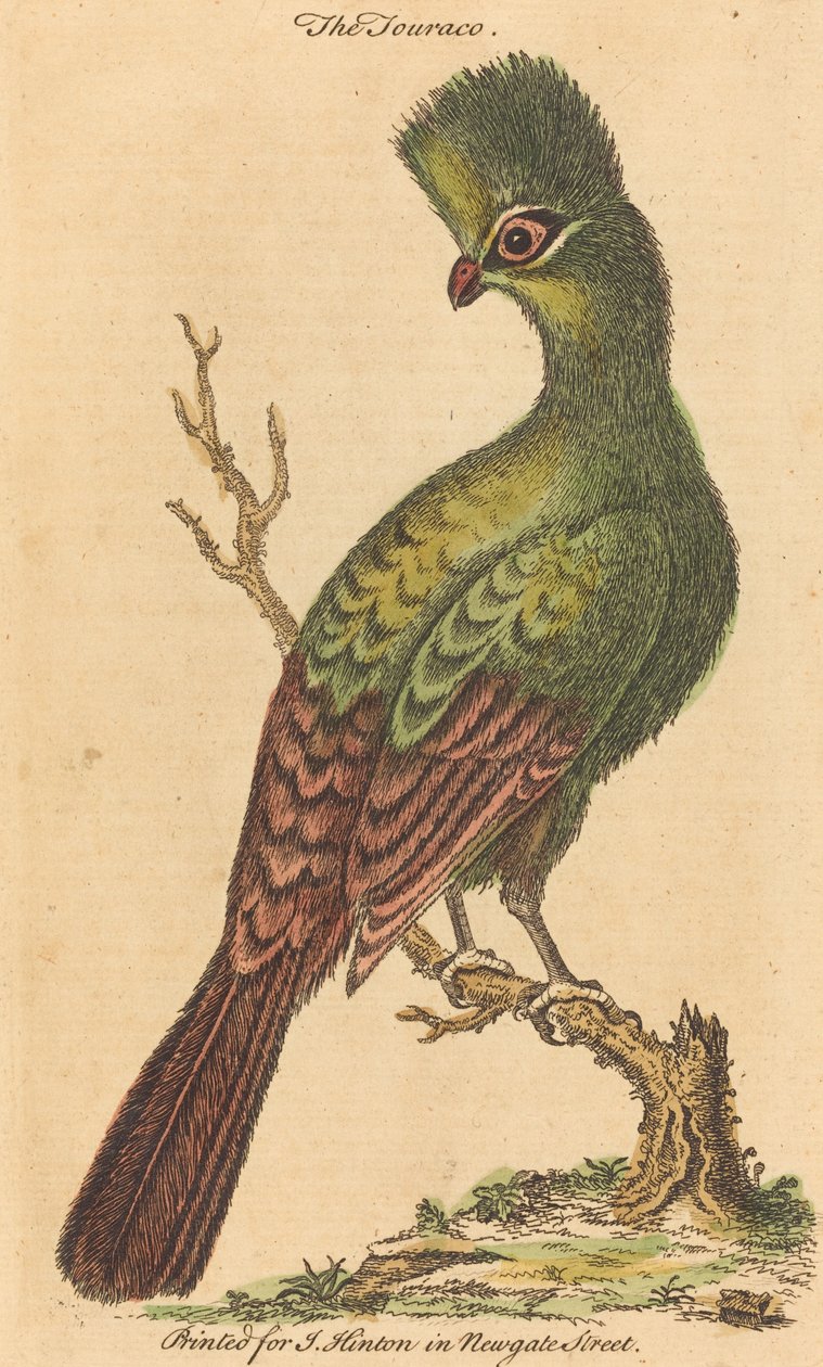 Ptak Touraco autorstwa British 18th Century