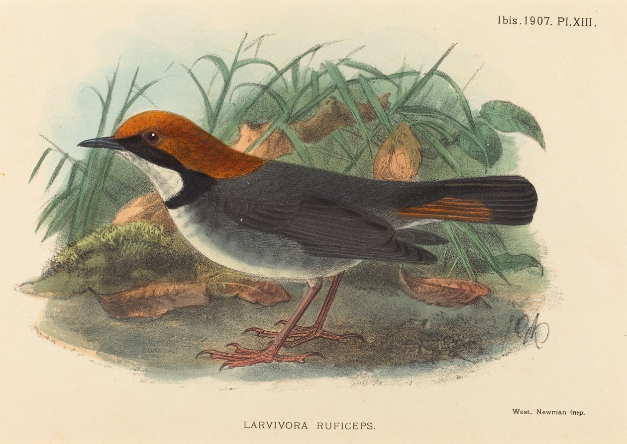 Ptak (Larvivora Ruficeps) autorstwa British 19th Century