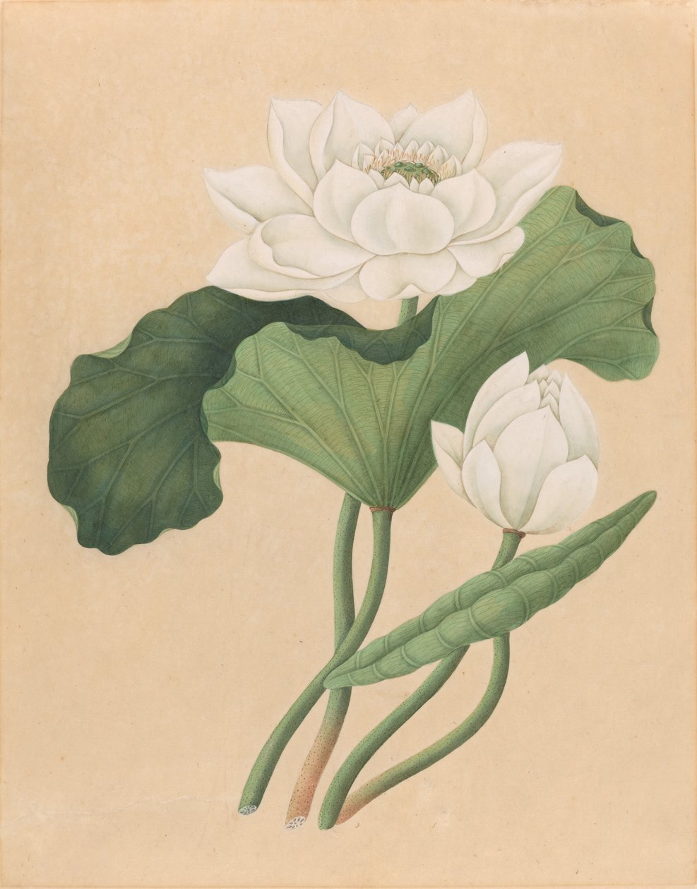 Lotos wschodnioindyjski (Nelumbo nucifera) autorstwa British 19th Century