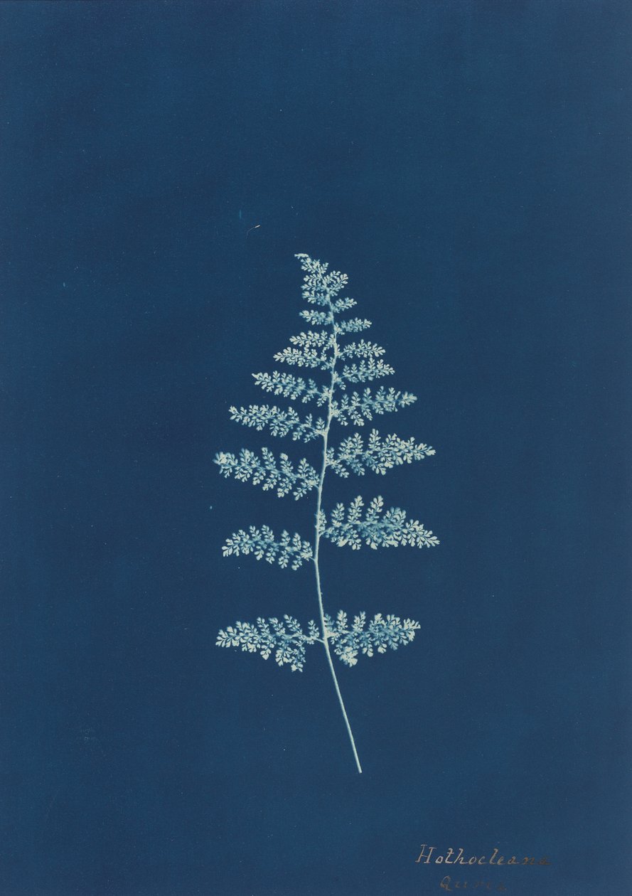 Hothocleana autorstwa British 19th Century