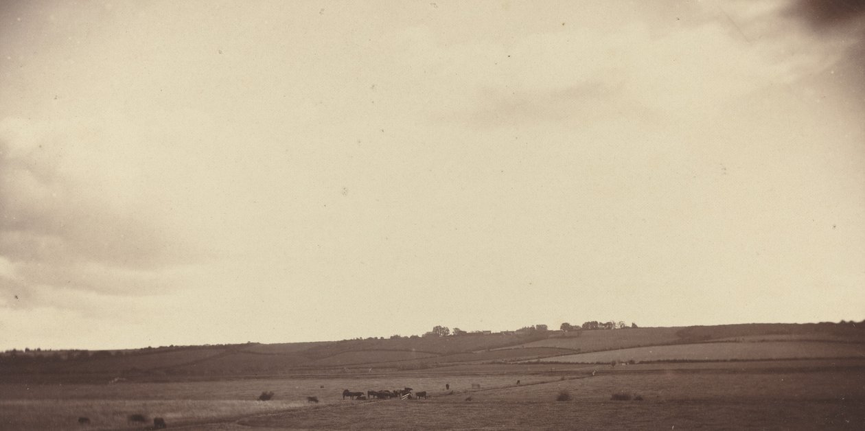 Widok pól z krowami autorstwa British 19th Century