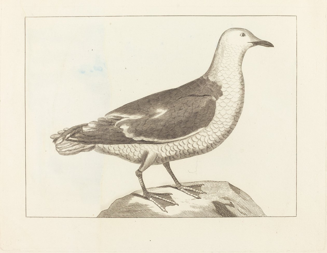 Ptactwo wodne autorstwa British 19th Century