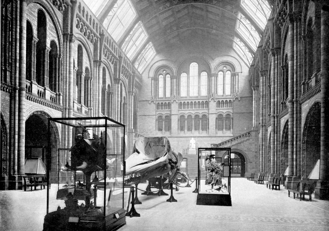 Hol wejściowy Muzeum Historii Naturalnej, South Kensington, Londyn, 1890 autorstwa British Photographer