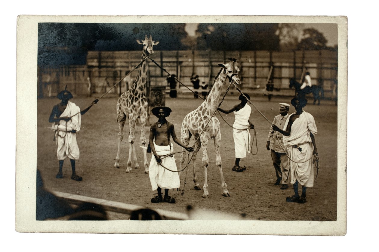 Żyrafy i ich somalijskie opiekunki, ok. 1905 r. (odbitka żelatynowo-srebrowa) autorstwa British Photographer