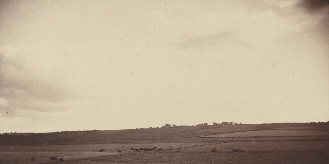 Widok pola z krowami, lata 1850-1860 (zdjęcie) autorstwa British Photographer