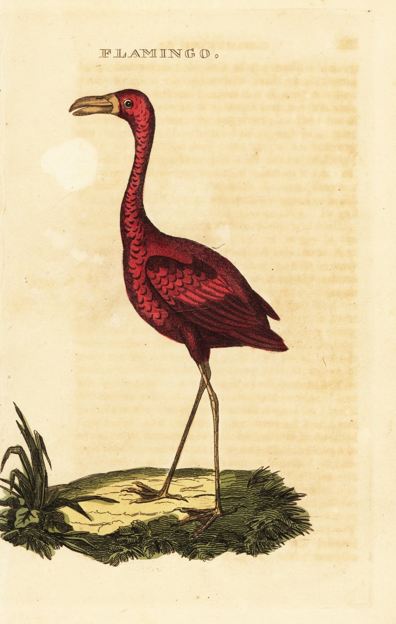 Flaming amerykański, Phoenicopterus ruber autorstwa British School