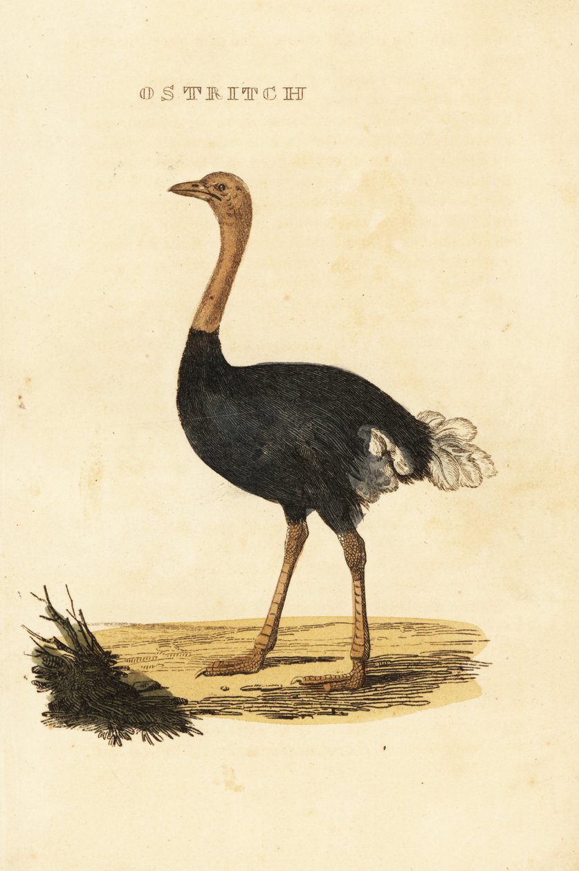 Struś pospolity, Struthio camelus autorstwa British School