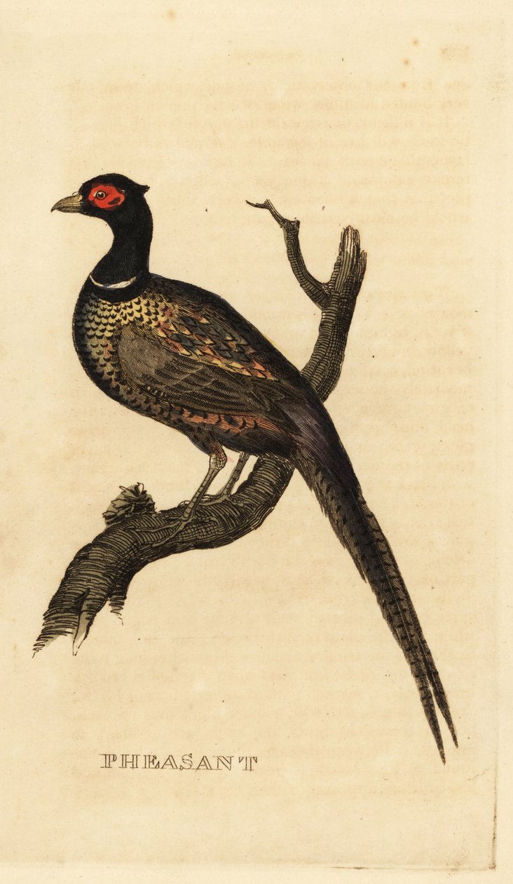 Bażant zwyczajny, Phasianus colchicus autorstwa British School
