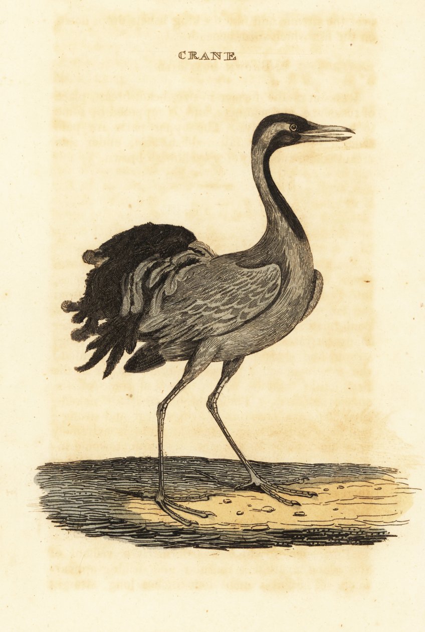 Żuraw Demoiselle, Grus virgo autorstwa British School