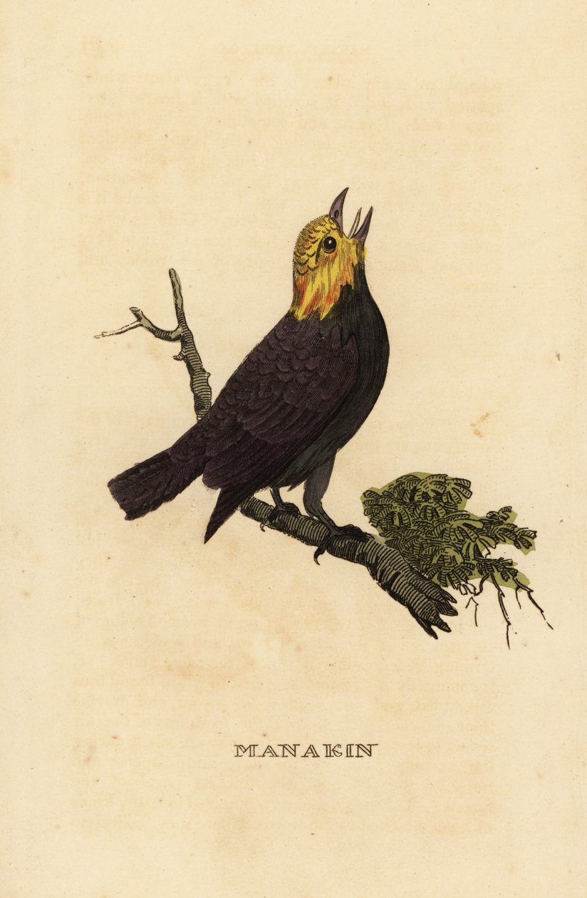 Manakin złotogłowy , Ceratopipra erythrocephala autorstwa British School