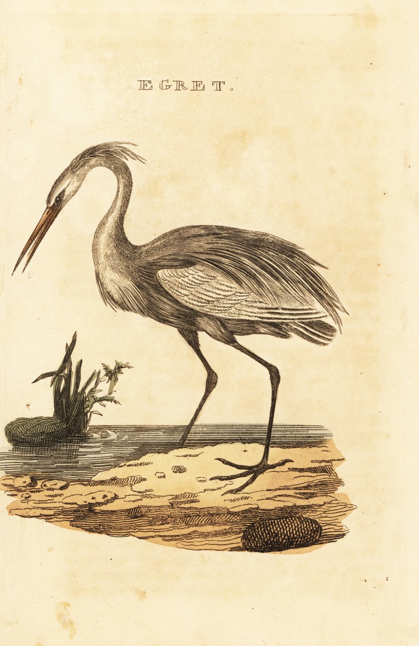 Czapla biała, Ardea alba autorstwa British School