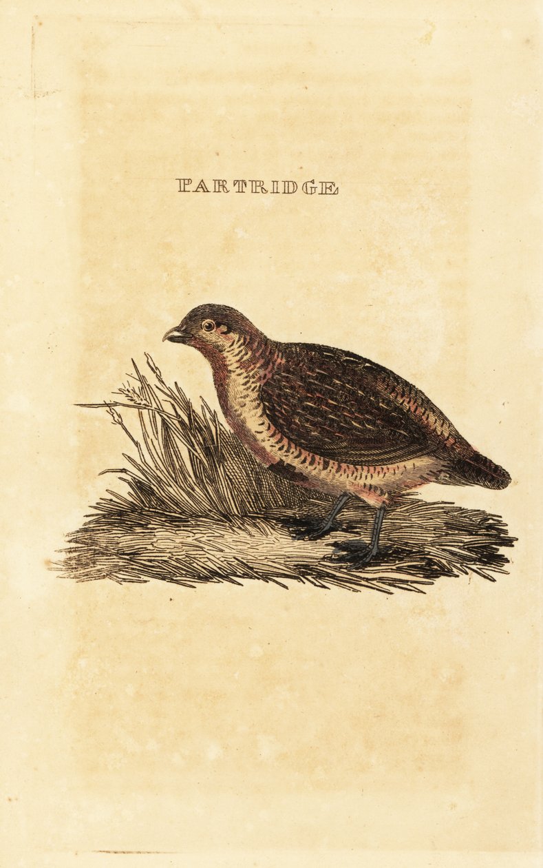 Kuropatwa szara, Perdix perdix autorstwa British School
