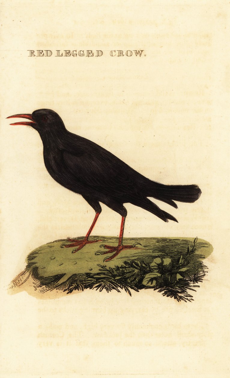 Klin czerwonodzioby, Pyrrhocorax pyrrhocorax autorstwa British School