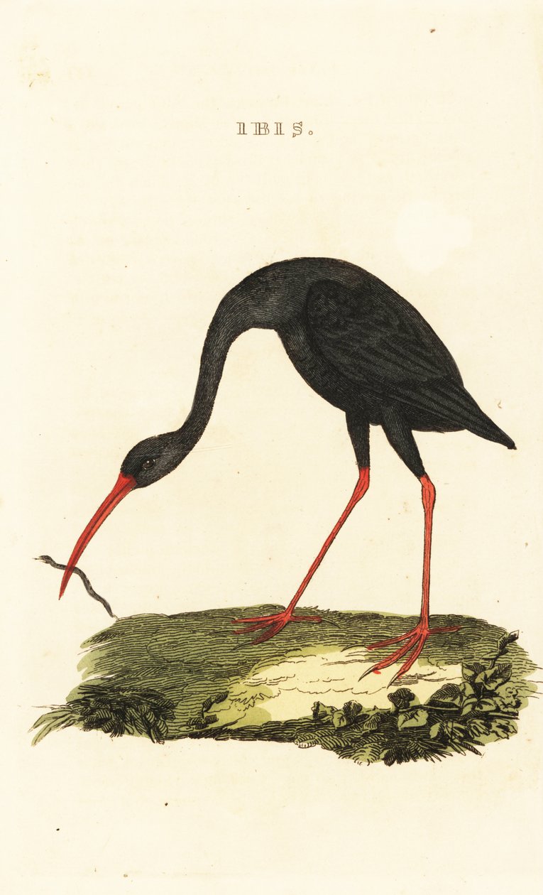 Ibis ostroogoniasty , Cercibis oxycerca autorstwa British School