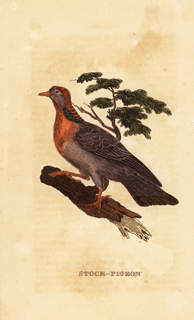gołąb, Columba oenas autorstwa British School