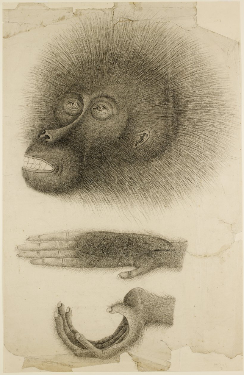 Głowa i ręce orangutana, ok. 1818-30 (ołówek i akwarela na papierze) autorstwa British School