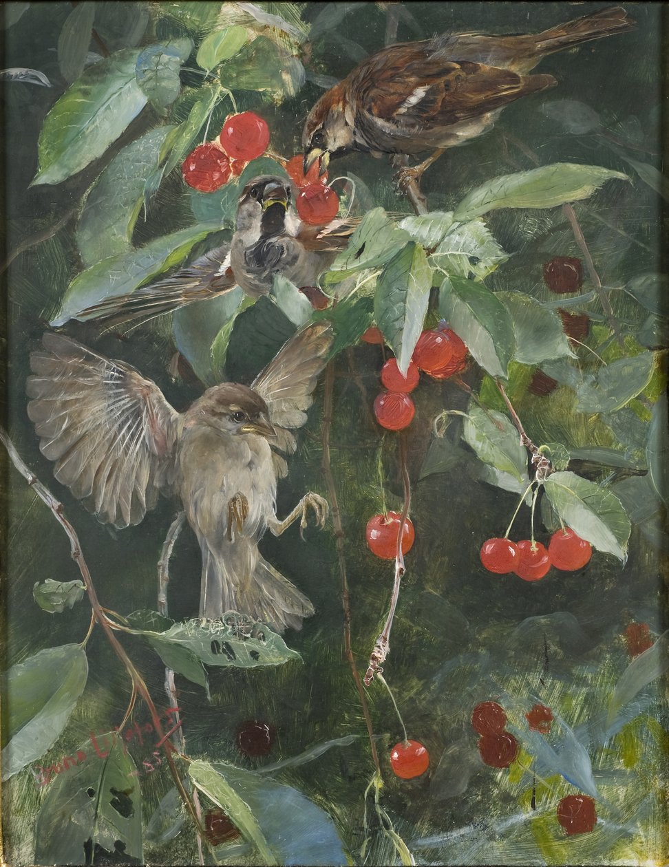 Wróble na wiśniowym drzewie, 1885 autorstwa Bruno Andreas Liljefors