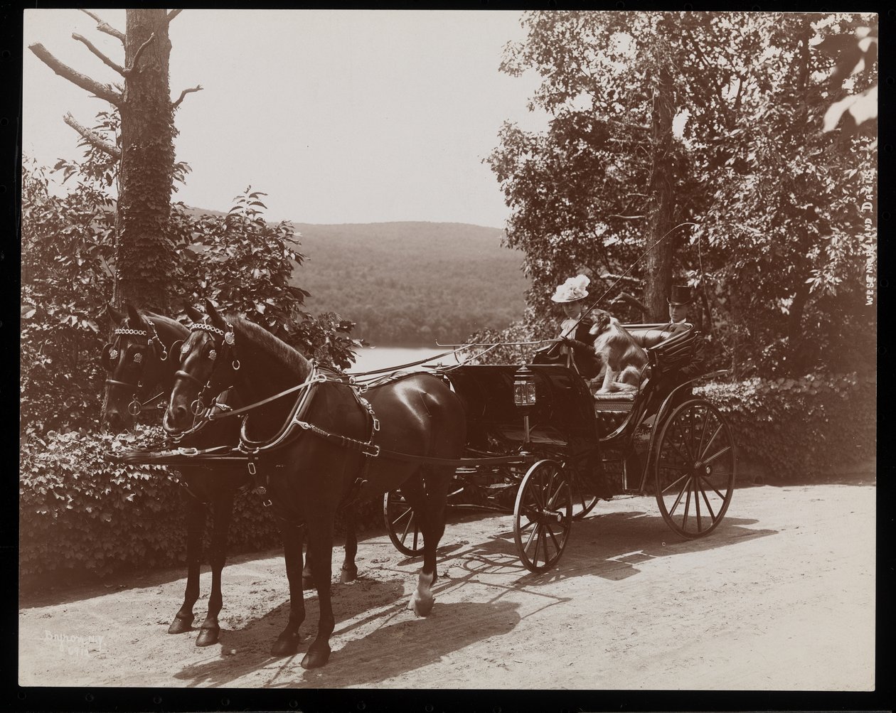 Kobieta i pies w powozie konnym, 1899 (odbitka żelatynowa) autorstwa Byron Company