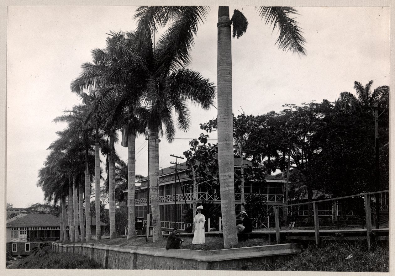 Grupa dwóch mężczyzn i kobiety pod palmą podczas budowy Kanału Panamskiego, 1912 lub 1913 (srebrny odbitka żelatynowa) autorstwa Byron Company