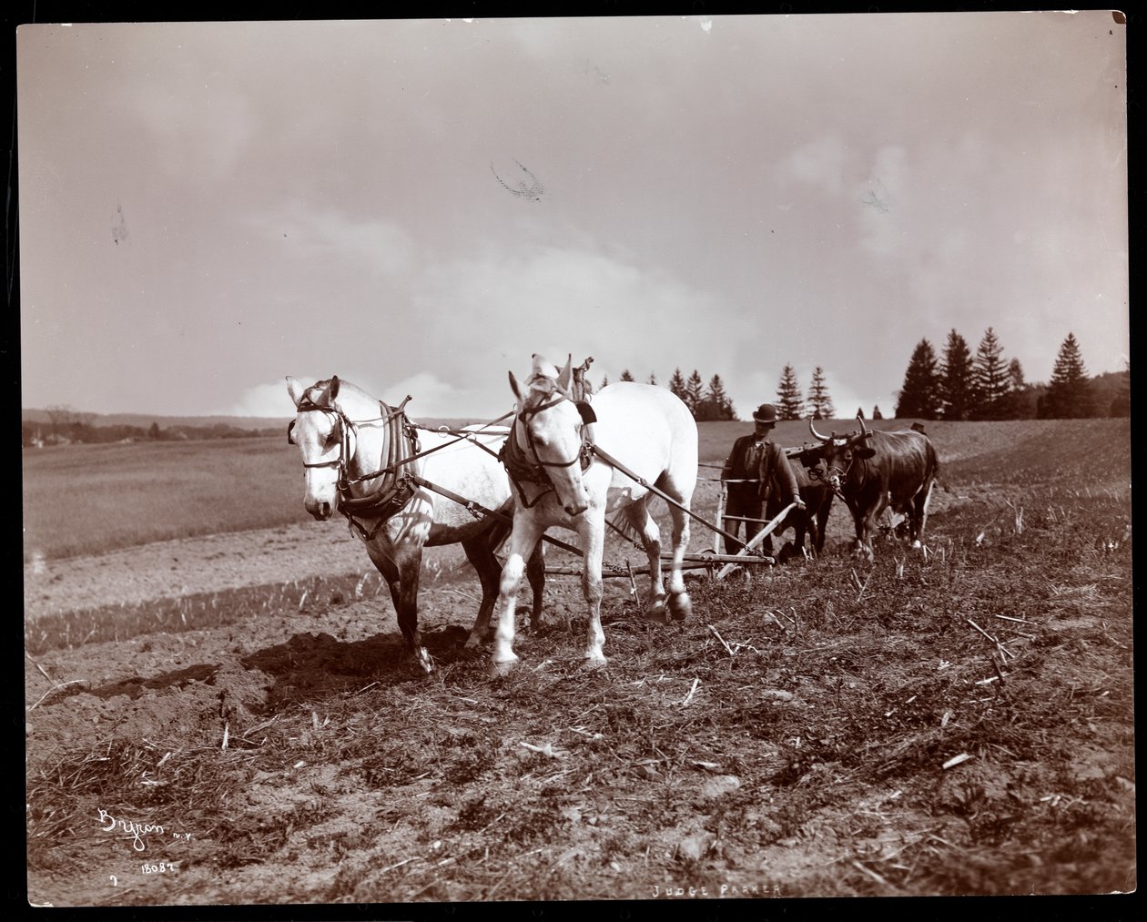 Orka w posiadłości Altona Brooksa Parkera, Esopus Creek, Nowy Jork, 1904 (odbitka żelatynowa) autorstwa Byron Company
